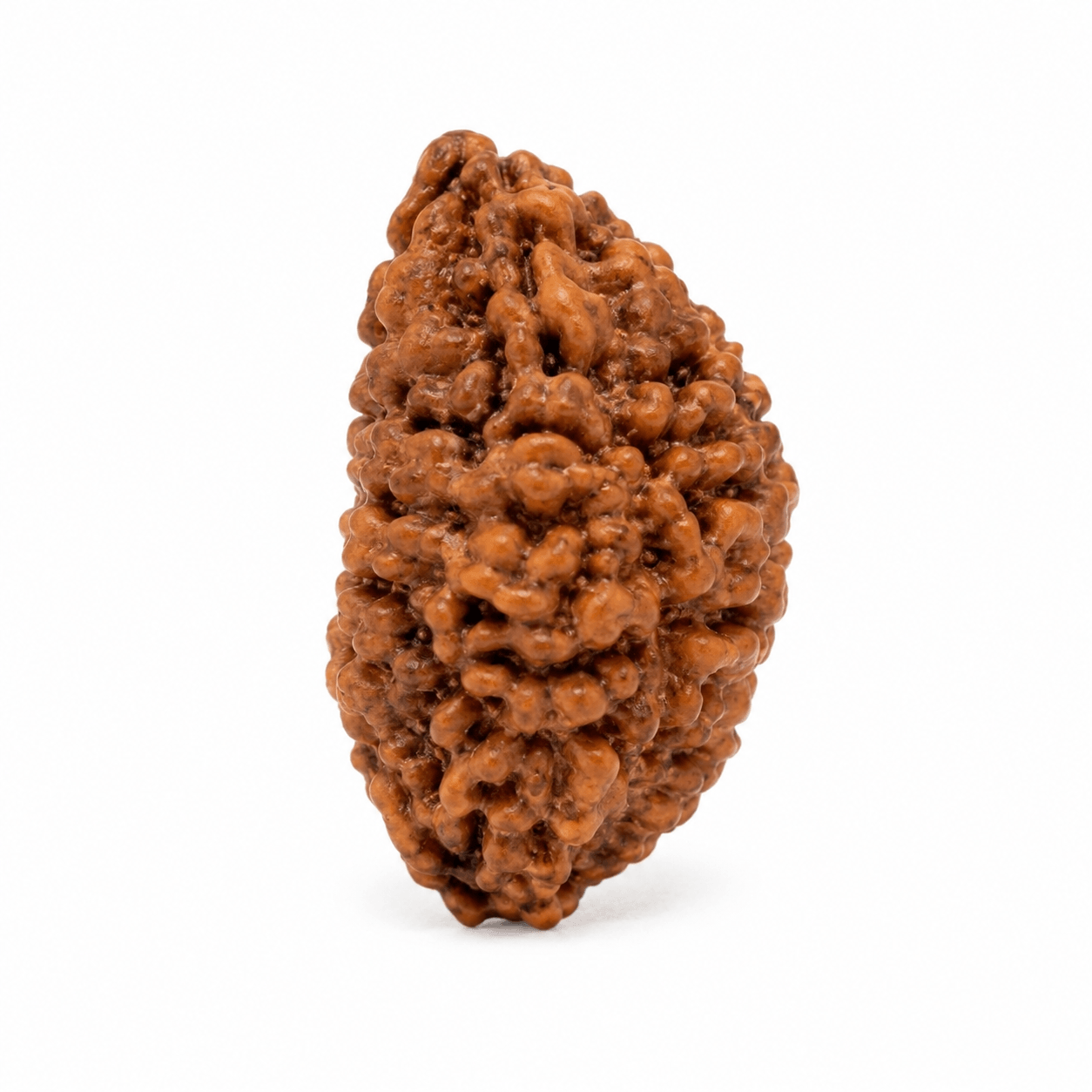 Original natural 1 Mukhi Rudraksha bead with five distinct faces for meditation, spiritual growth, peace, and positive energy