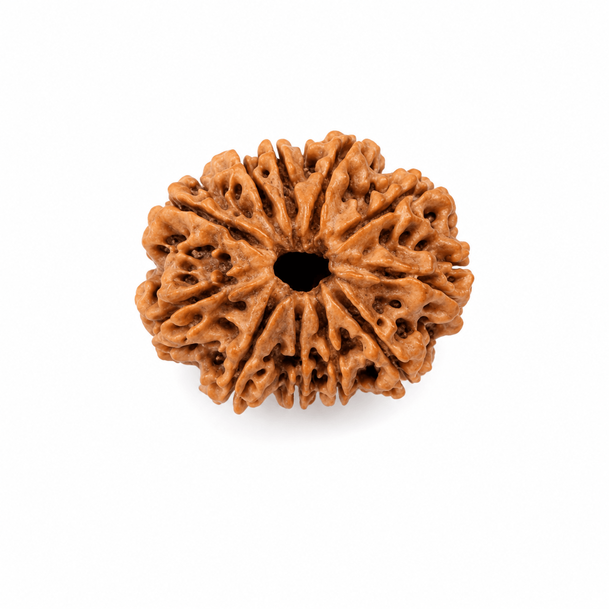 11 Mukhi Rudraksha
