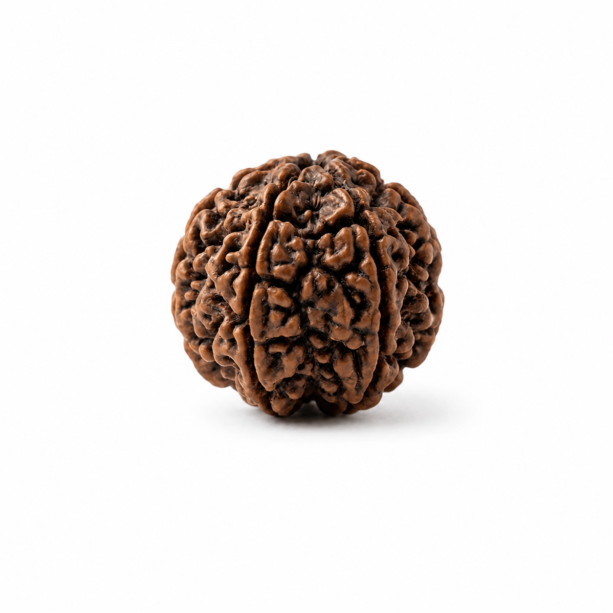 Original natural 5 Mukhi Rudraksha bead with five distinct faces for meditation, spiritual growth, peace, and positive energy