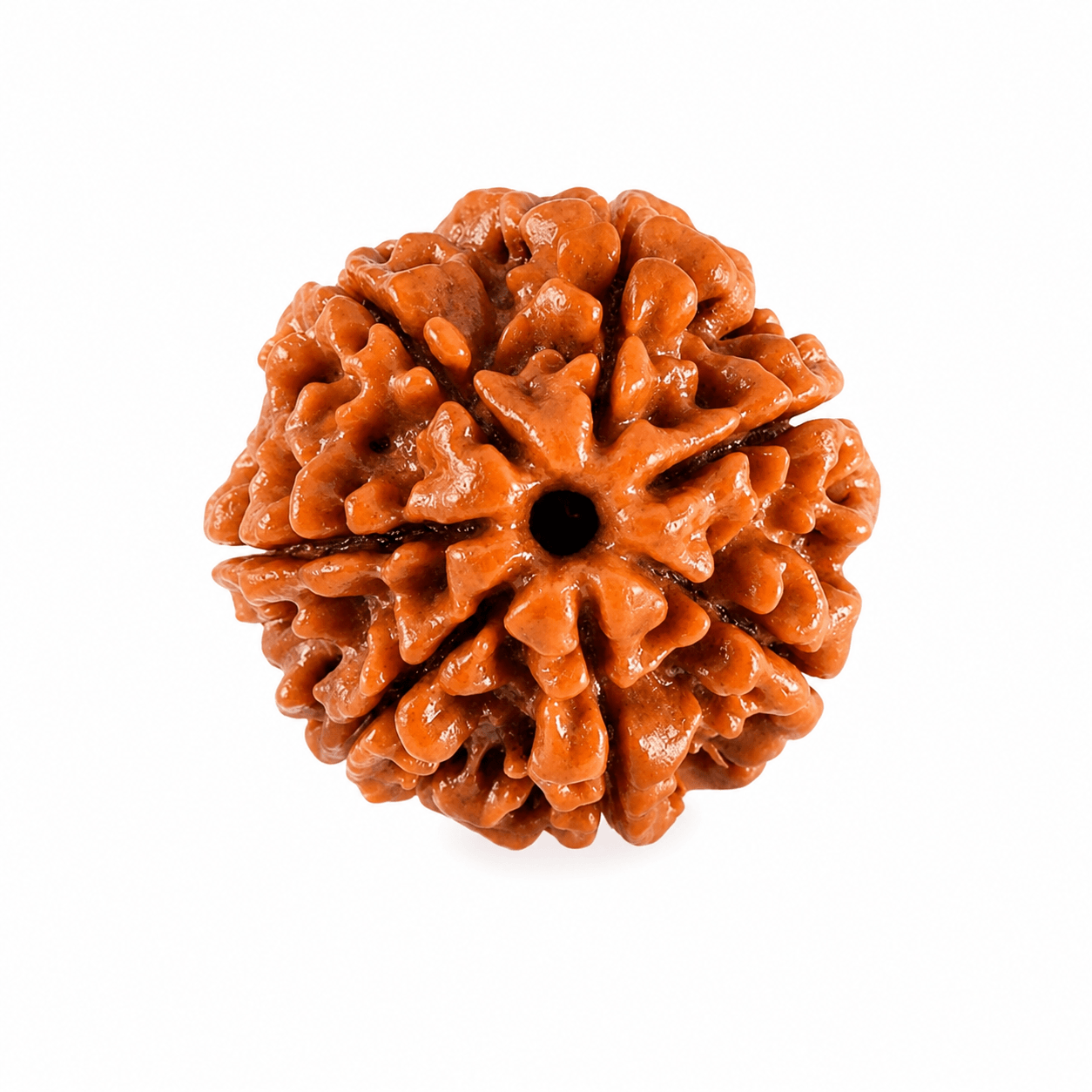 7 mukhi rudraksha