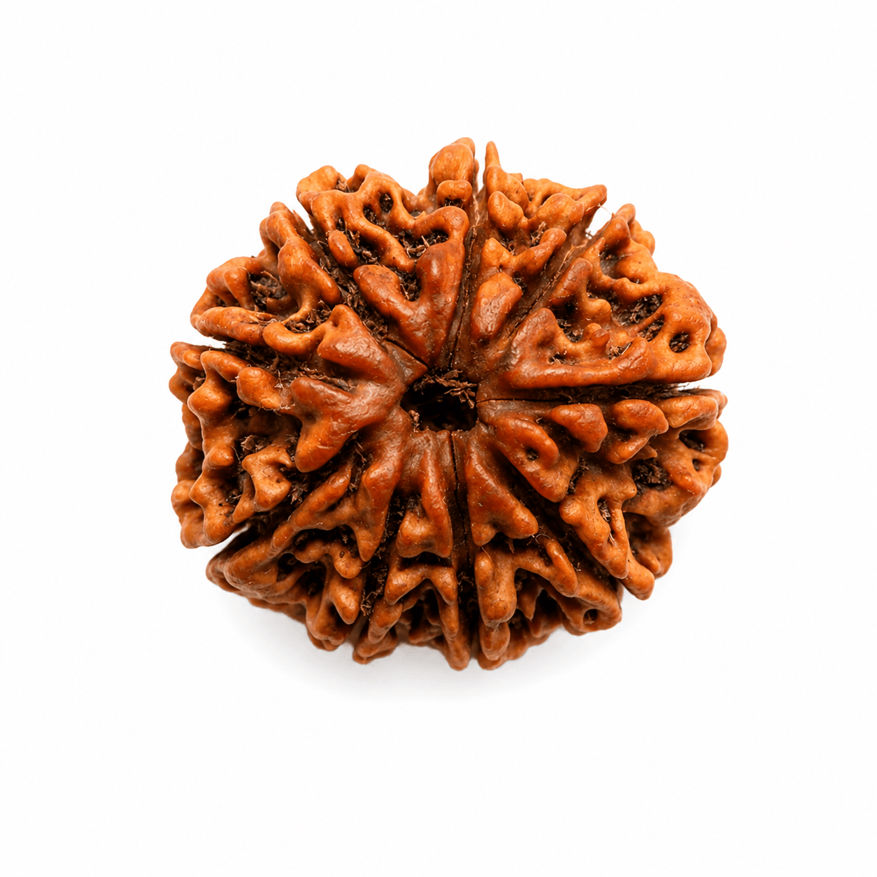 9 Mukhi Rudraksha