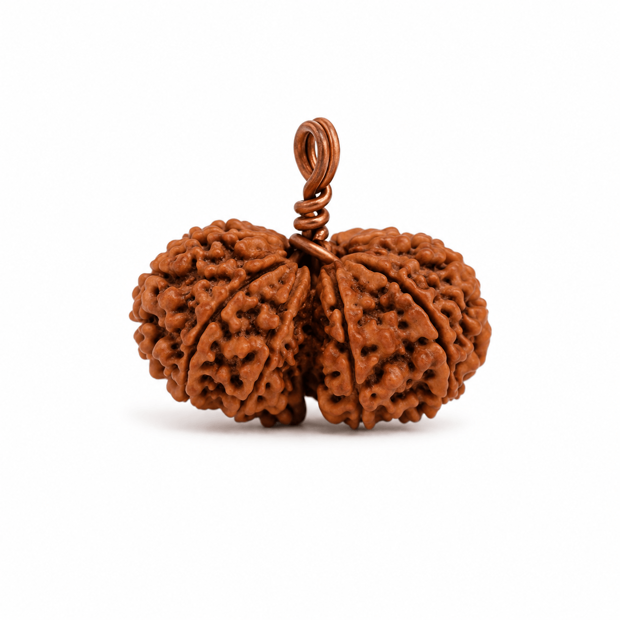 Gauri Shankar Rudraksha